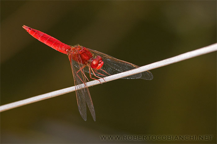 Crocothemis erythraea
